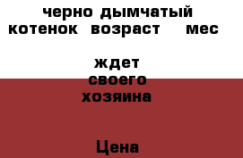 черно-дымчатый котенок, возраст  2 мес., ждет своего хозяина › Цена ­ 10 - Ростовская обл., Аксайский р-н, Аксай г. Животные и растения » Кошки   